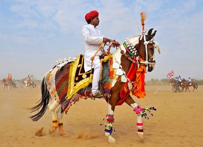 Marwari Horses