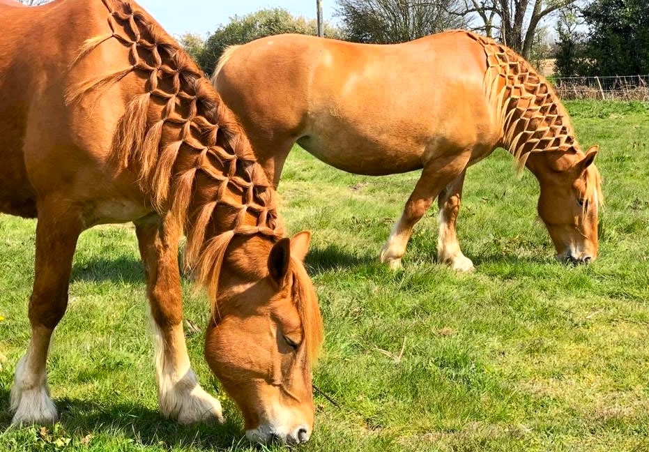 Suffolk Punch Horses