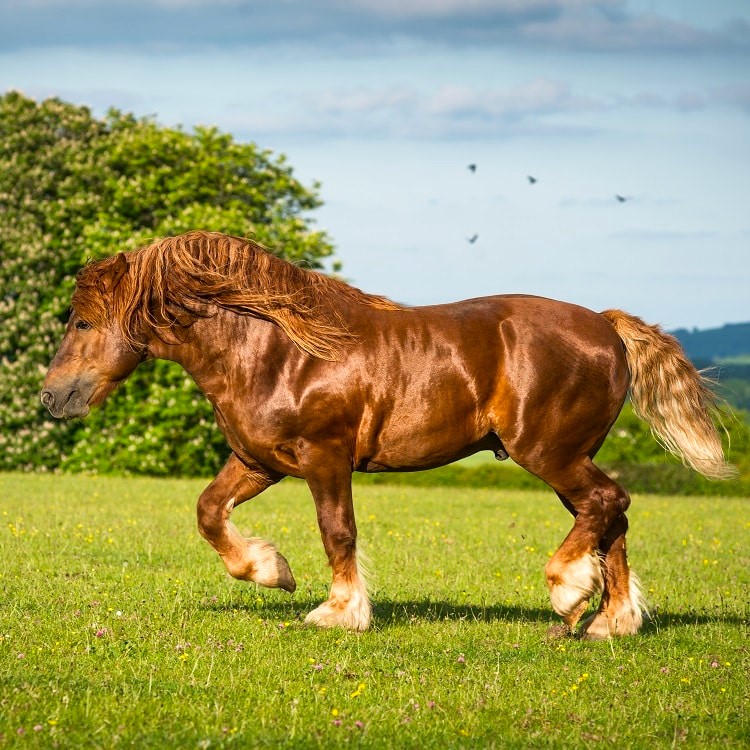 Suffolk Punch Horses