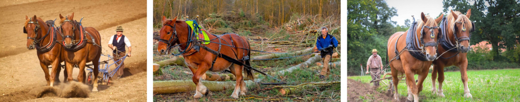 Suffolk Punch Horses