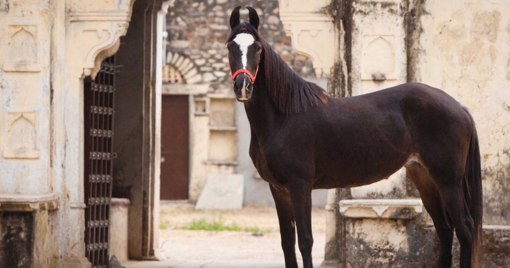 Marwari Horses