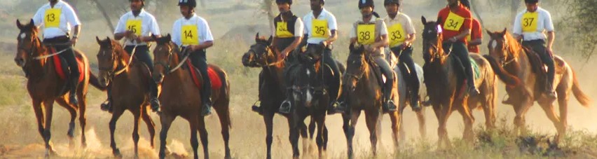 Marwari Horses