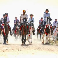 Marwari Horses