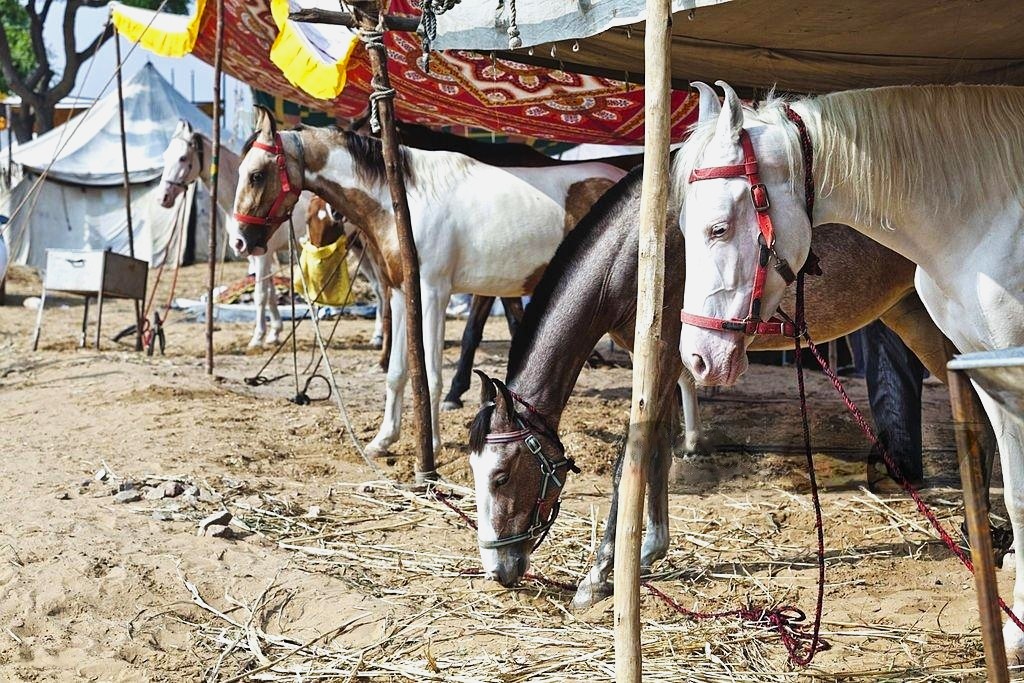 Marwari Horses