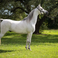 Arabian Horse