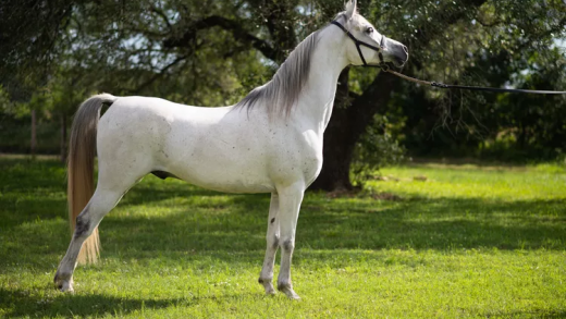 Arabian Horse