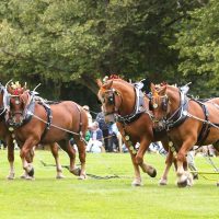 Suffolk Punch Horses