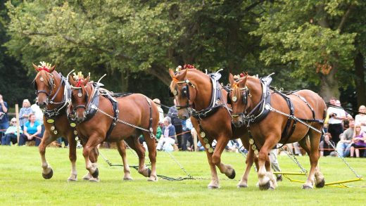 Suffolk Punch Horses