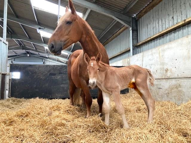 Suffolk Punch Horses