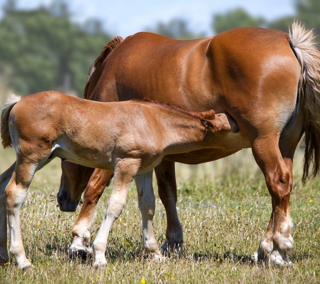 Suffolk Punch Horses